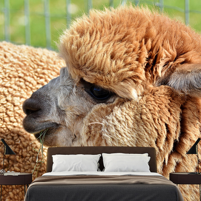 Customized Cute Alpaca Wall Mural Contemporary Photography for Living Room