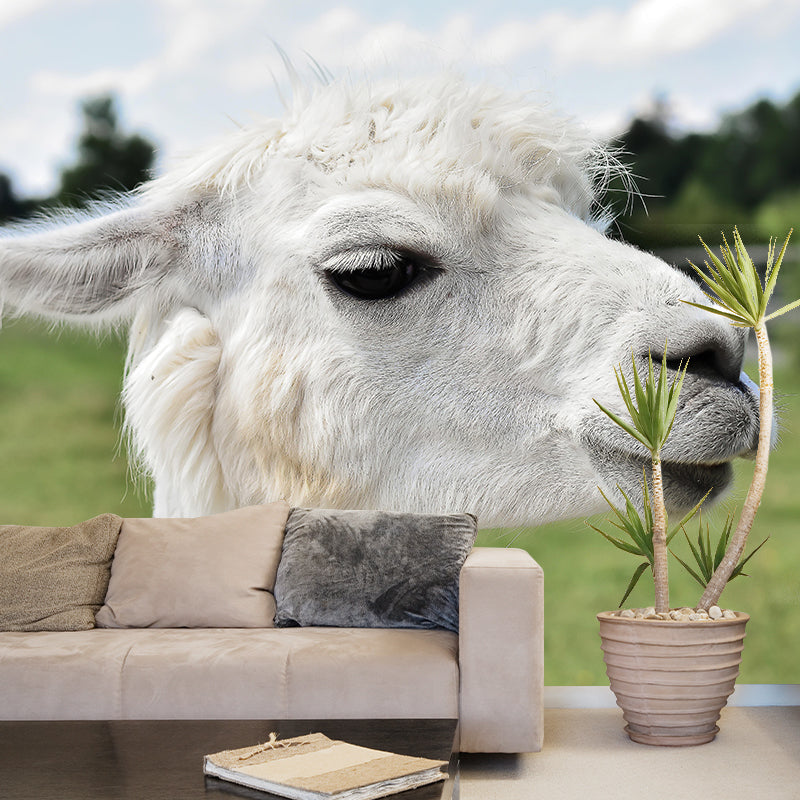 Customized Cute Alpaca Wall Mural Contemporary Photography for Living Room