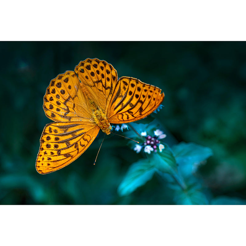 Silver Washed Fritillary Mural Contemporary Photography for Living Room Decoration