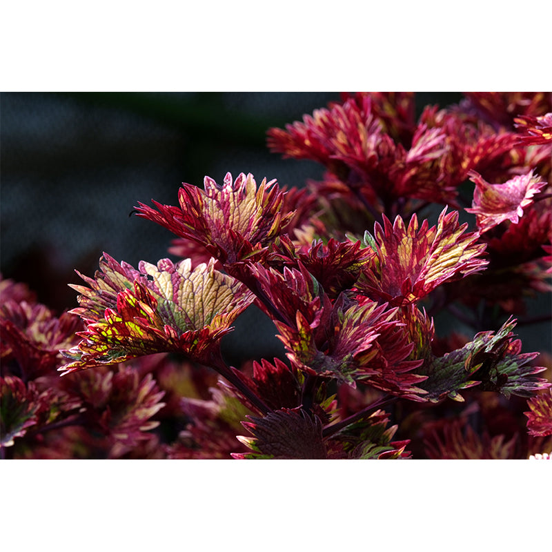 Coleus Amboinicus Mural Wall Paper Home Decorations for Kitchen Sitting Room