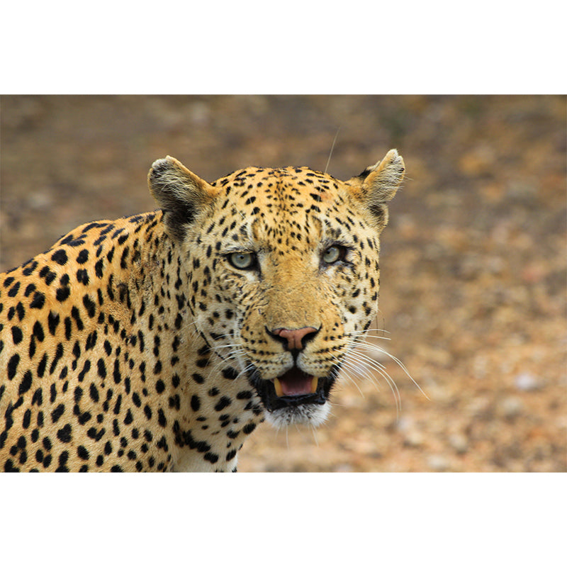 Leopard Mural Decal Modern Style Mildew Resistant Home Decor, Custom Size