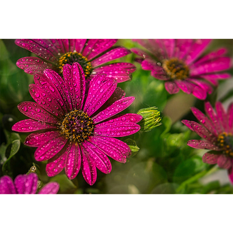 Chrysanthemum Wall Decor for Bedroom Moisture Resistant, Custom Size Available