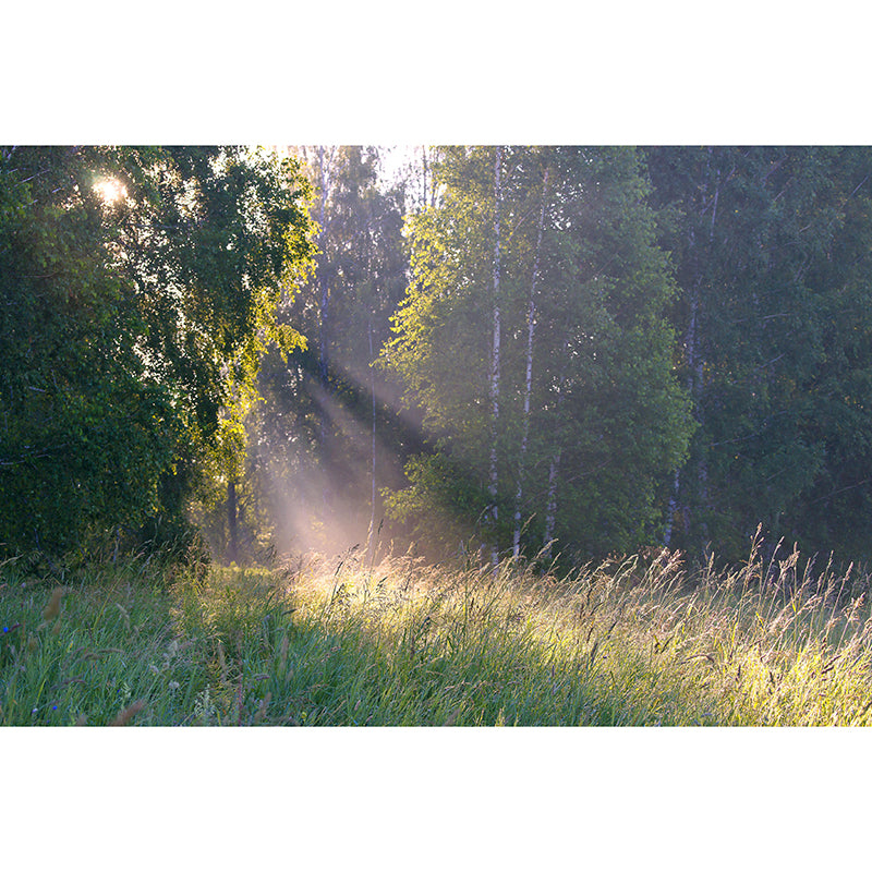 Customized Forest Scenery Wall Mural Mildew Resistant for Bedroom Decoration