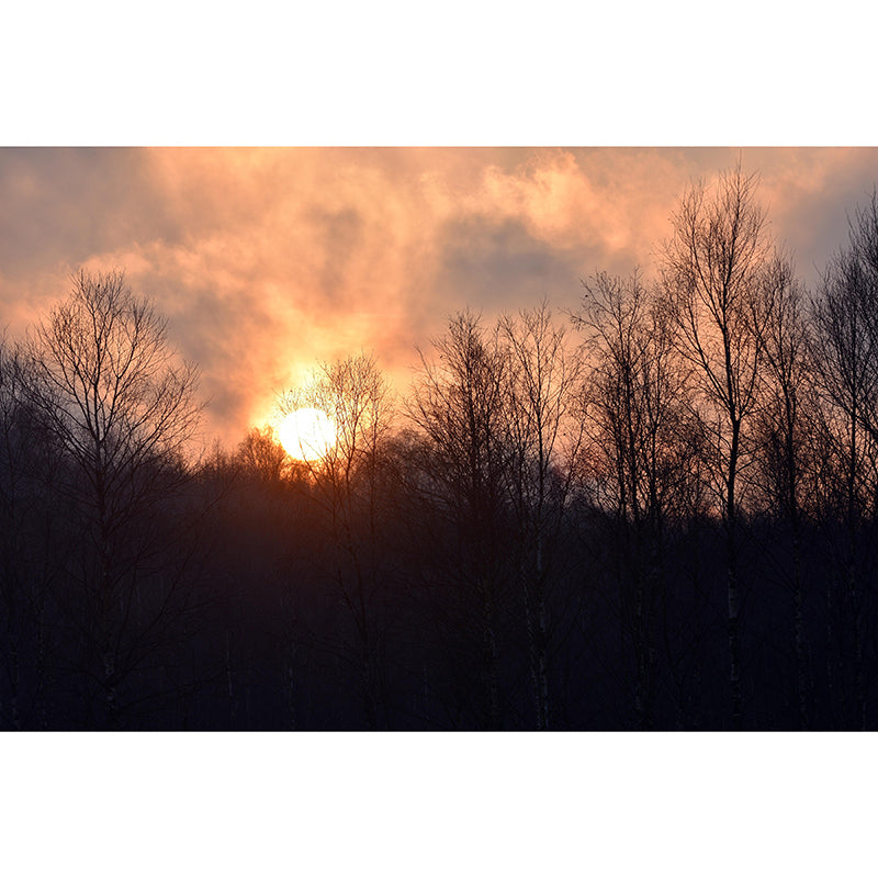 Forest Landscapes Mural Contemporary Mildew Resistant Wall Covering for Bedroom