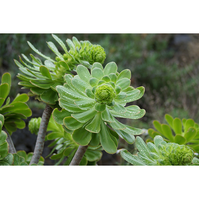 Common Plant Mural for Living Room Reading Room Decoration, Water Resistant