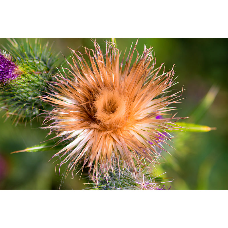 Cirsium Plant Wall Mural for Reading Room Decoration, Moisture Resistant