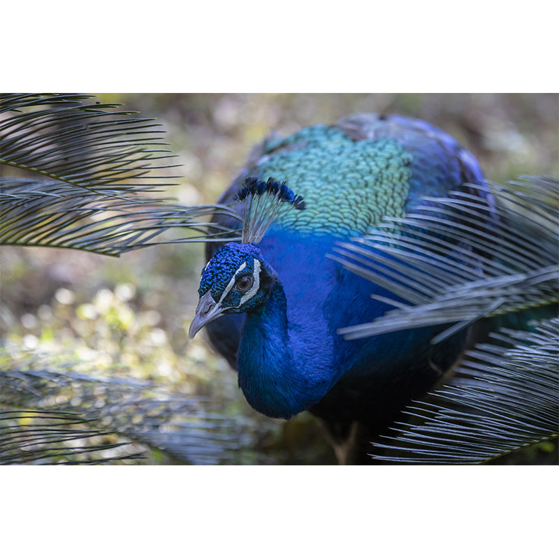 Peacock Mural Wallpaper Water Resistant for Sitting Room, Custom Size Available