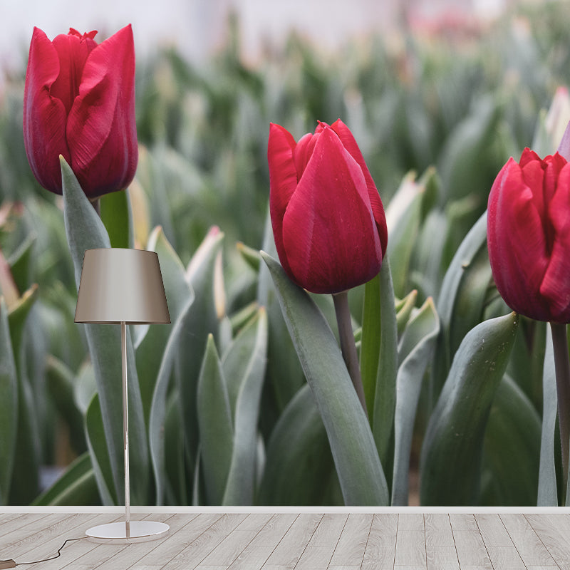 Tulip Wall Mural for Sleeping Room Gust Room, Water Resistant, Custom Size Available