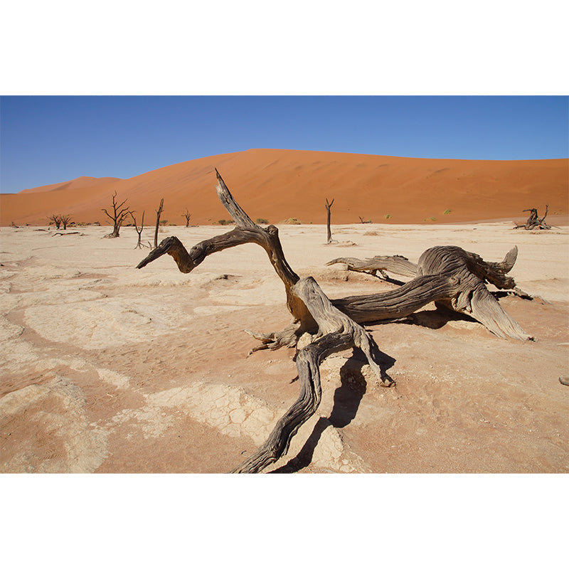 Soft Color Desert Mural Decal Nature Scenery Modern Mildew Resistant Wall Art for Home