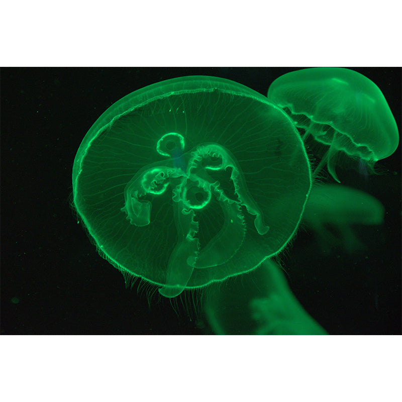 Tropical Sea Creatures Wall Mural for Dining Room, Personalized Size Available