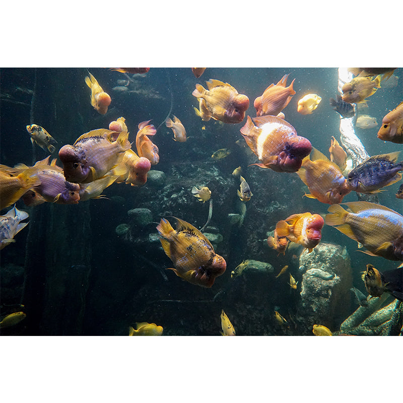 Tropical Sea Creatures Removable Wall Mural for Sleeping Room Home Decor