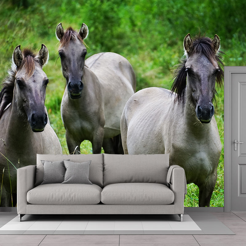 Horse Herd Removable Wall Mural for Sitting Room, Custom Size Available