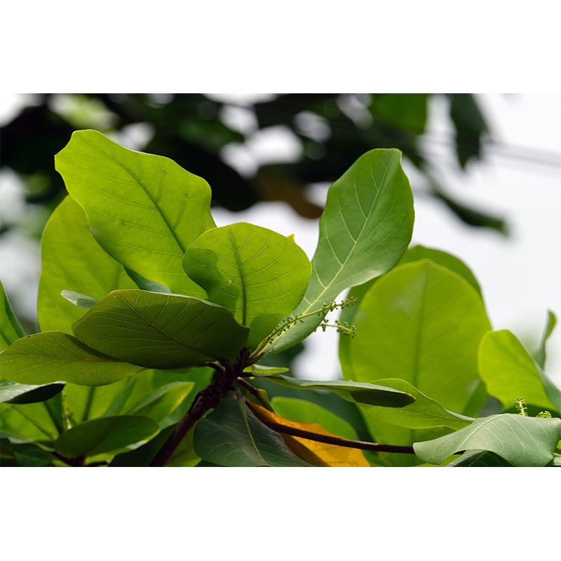 Tree Leaf Wall Decor for Living Room Sleeping Room, Moisture Resistant