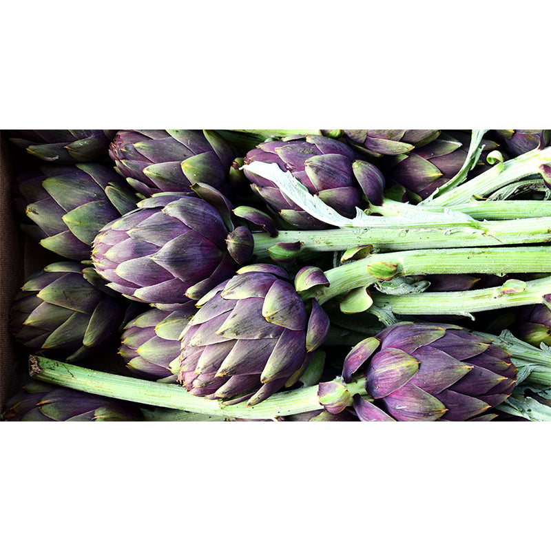 Artichoke Plant Full Size Wall Covering for Reading Room Home Decoration