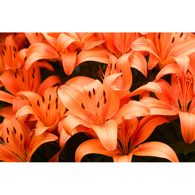 Beautiful Lilies Mural Wallpaper Minimalist Wall Art, Customized Size Available