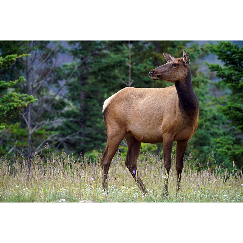 Deer Animal Water-Resistant Wall Mural Minimalist Wall Covering for Living Room Decor