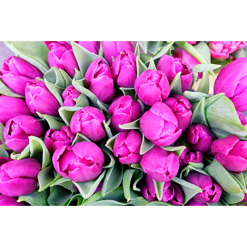 Photography Tulip Wall Mural Decal for Sitting Room, Personalized Size Available