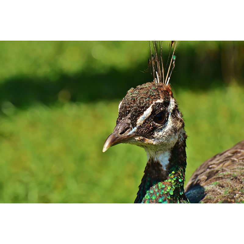 Peacock Animal Mural Wallpaper Stain Resistant Wall Covering for Gust Room