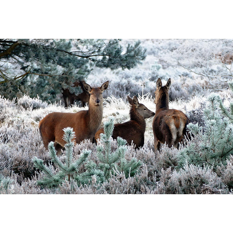 Deer Animal Mural Wallpaper Stain Resistant Wall Covering for Living Room