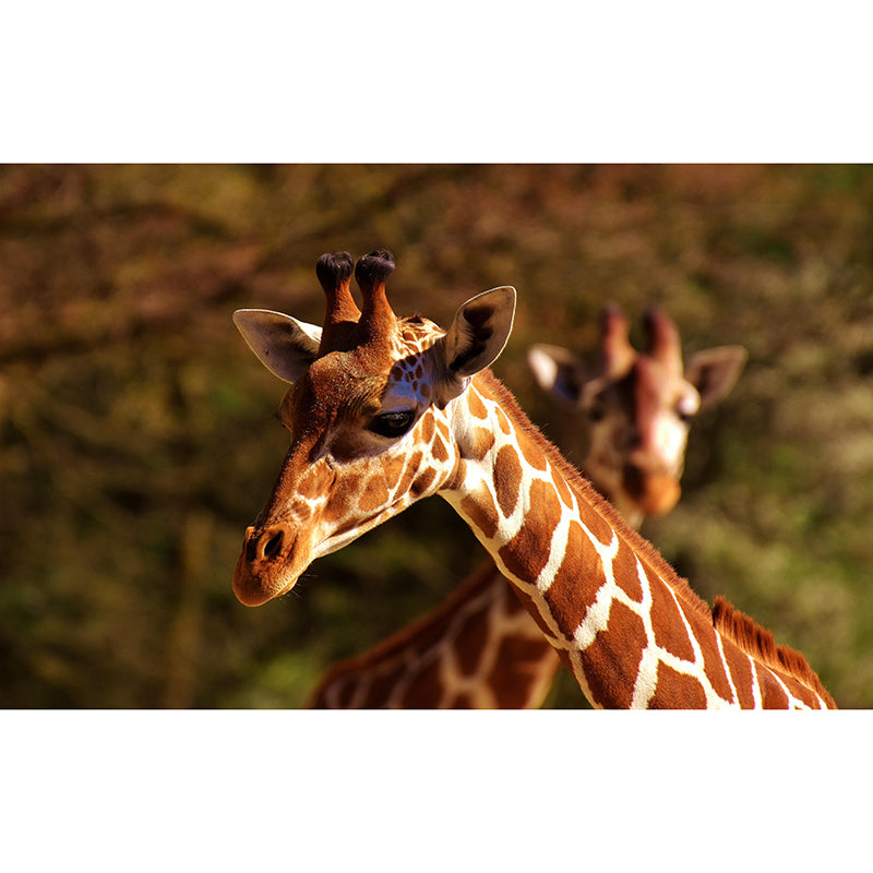 Giraffe Animal Mural Wallpaper Stain Resistant Wall Covering for Living Room