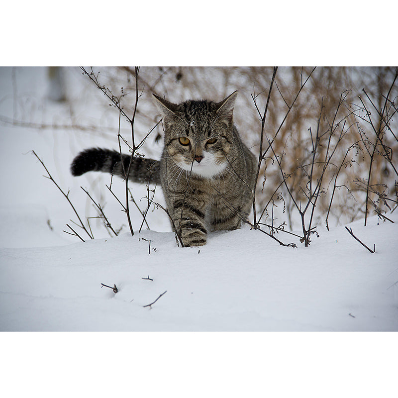 Modern Cat Mural Wallpaper Stain Resistant Wall Covering for Sitting Room