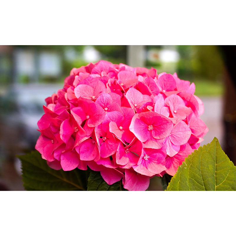 Modern Hydrangea Mural Wallpaper Stain Resistant Wall Covering for Living Room