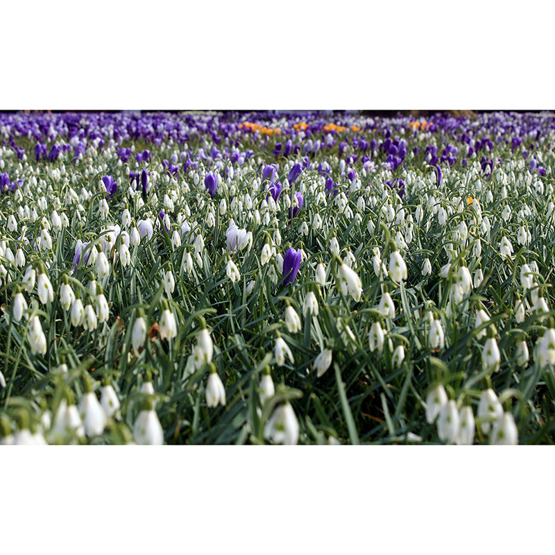 Modern Snowdrop Mural Wallpaper Stain Resistant Wall Covering for Living Room