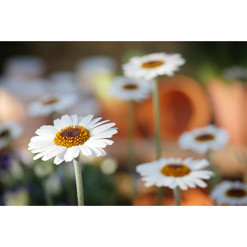 Modern Daisy Mural Wallpaper Stain Resistant Wall Covering for Living Room