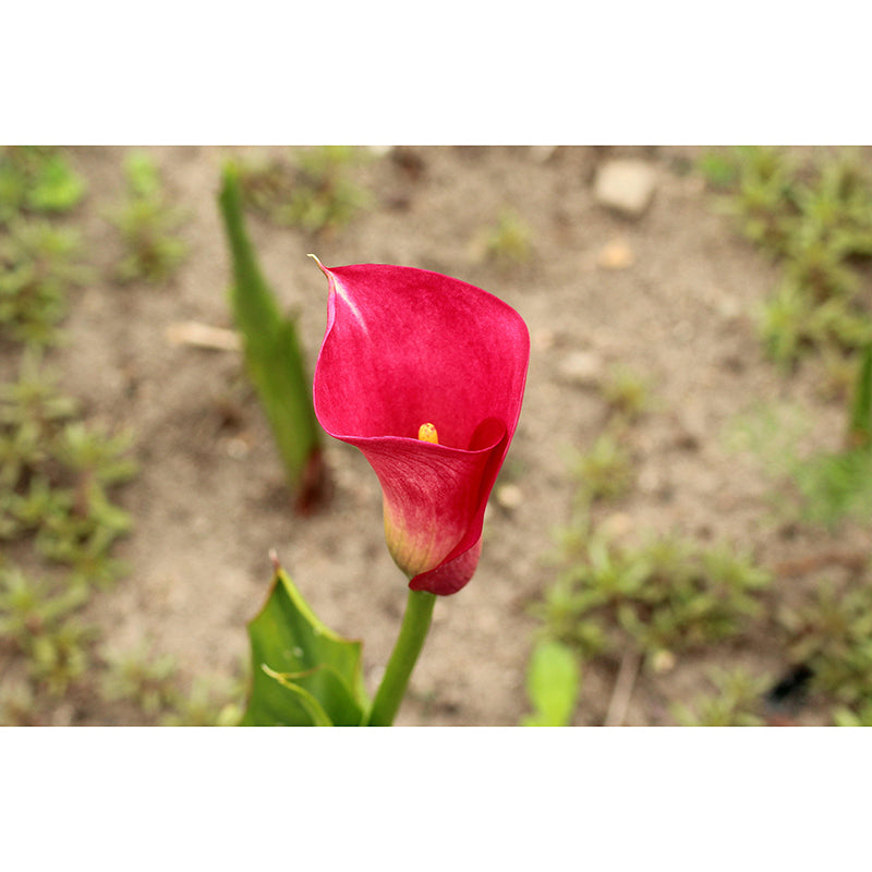 Modern Calla Lily Mural Wallpaper Stain Resistant Wall Covering for Room