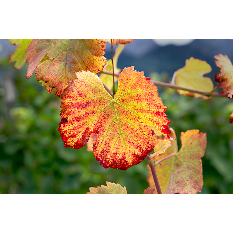 Leaves Plant Wallpaper Murals Stain Resistant Wall Covering for Living Room