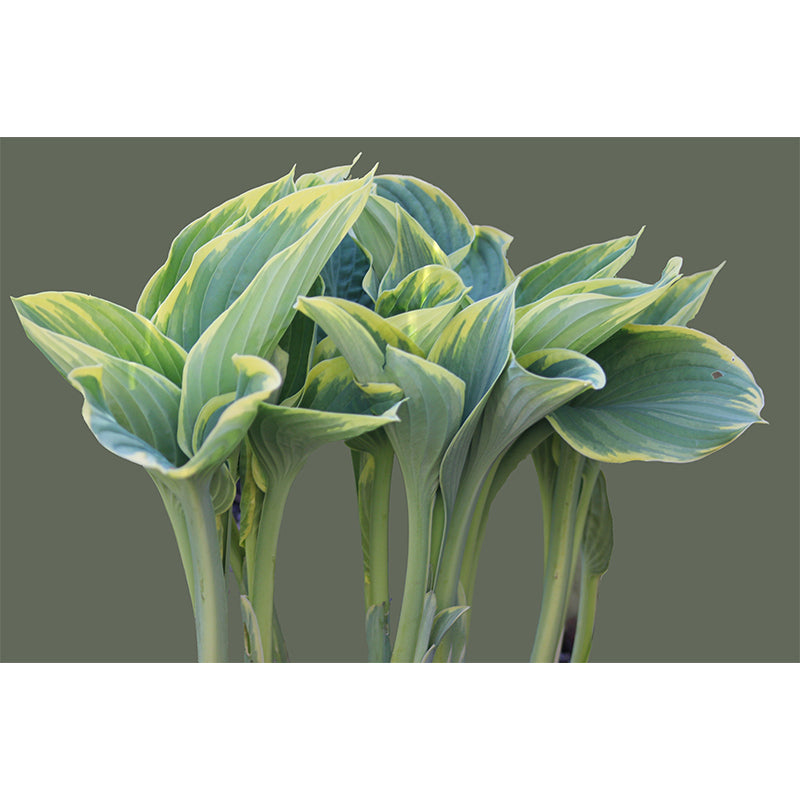 Leaf Plant Mural Stain Resistant for Dining Room Wall Decor, Made to Measure