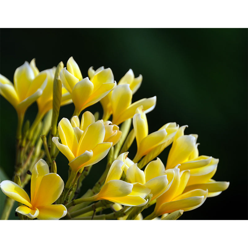 Beautiful Lily Mural Stain Resistant Dining Room Wall Decor, Made to Measure