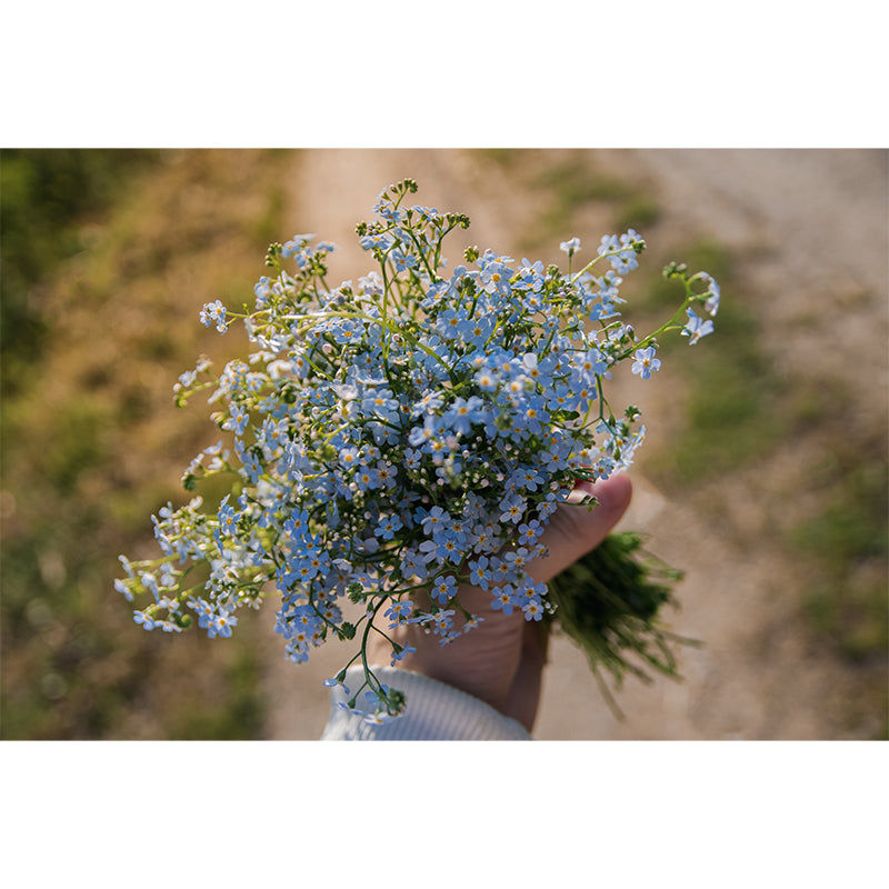 Forget Me Not Flower Mural Wallpaper Personalized Size Wall Covering for Bedroom