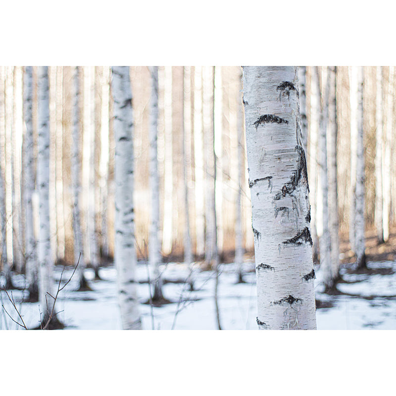 Contemporary Forest Wall Mural Environment Friendly Wallpaper for Bedroom