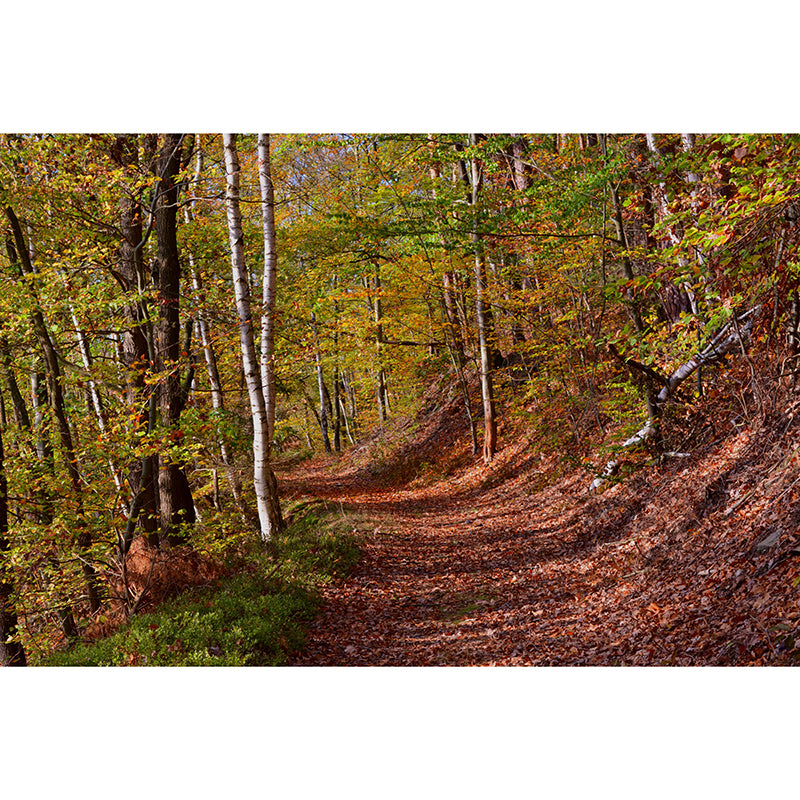 Customized Forest Mural Wall Covering Decorative Mildew Resistant for Decoration