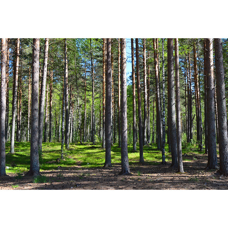 Contemporary Forest Wall Mural Environment Friendly Wallpaper for Sitting Room