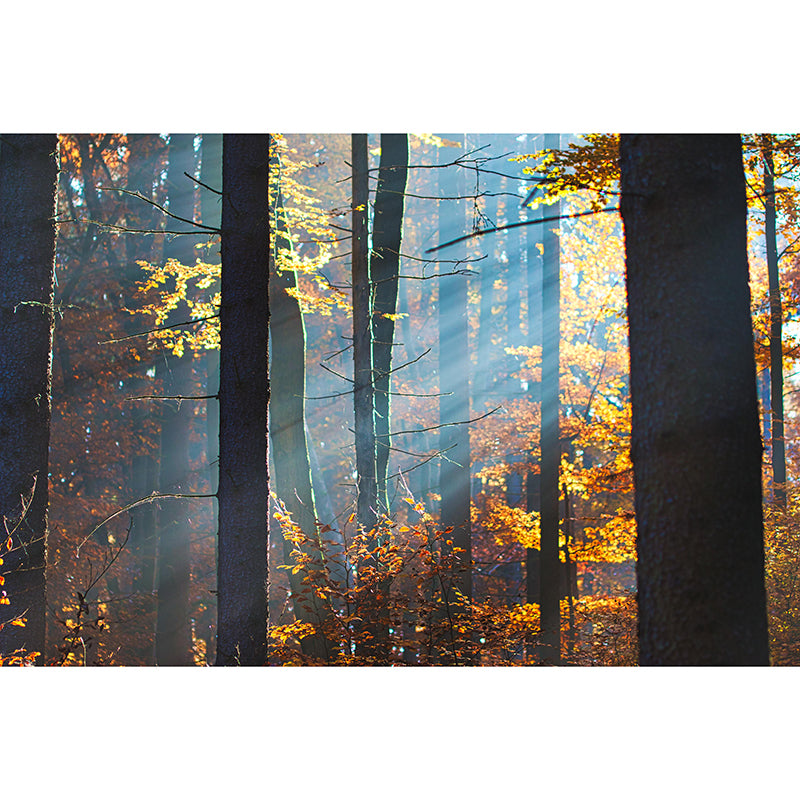 Photography Forest Mural Wallpaper for Living Room Wall Covering in Soft Color