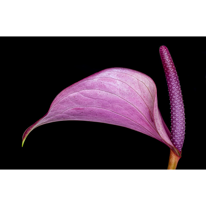 Customized Anthurium Mural Wall Covering Decorative Mildew Resistant for Living Room