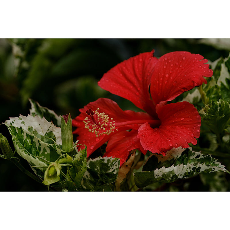 Customized Hibiscus Mural Wall Covering Decorative Mildew Resistant for Living Room