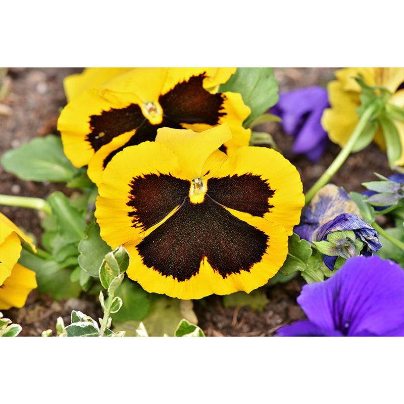 Customized Pansy Mural Wall Covering Decorative Mildew Resistant for Living Room