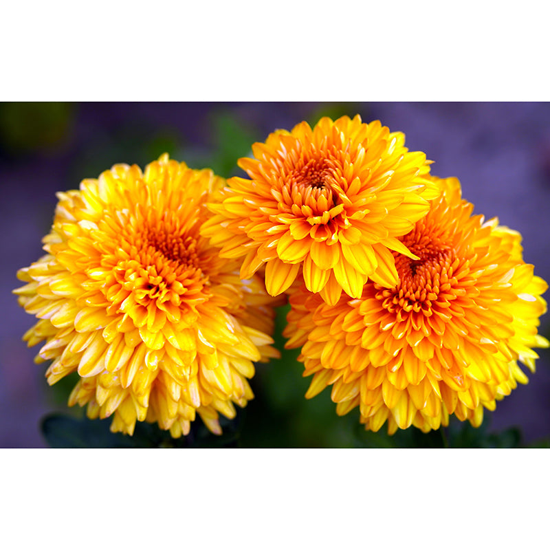 Customized Dahlias Mural Wall Covering Decorative Mildew Resistant for Living Room