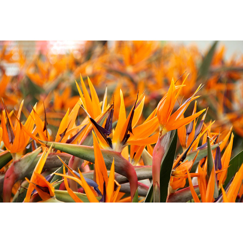 Bird of Paradise Flower Mural Wall Covering Decorative Mildew Resistant for Living Room