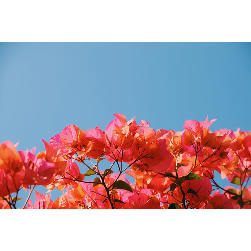 Customized Bougainvillea Mural Wall Covering Decorative Mildew Resistant for Living Room