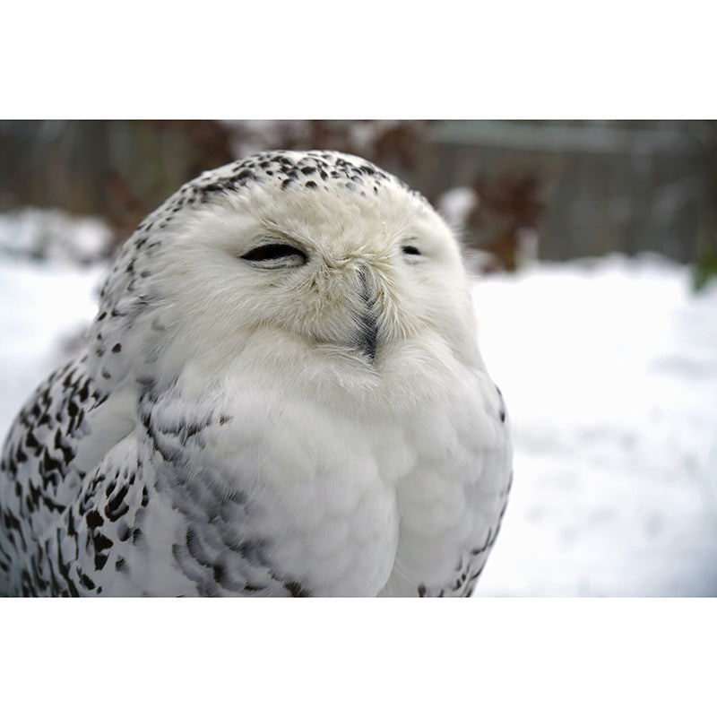 Rare Animal Owl Mural Moisture-Resistant Wall Decoration for Living Room Bedroom