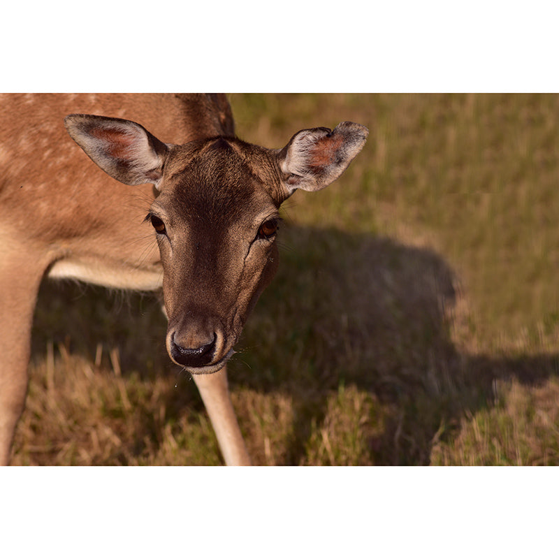 Deer Contemporary Wall Art Waterproofing Mural Wallpaper for Dining Room