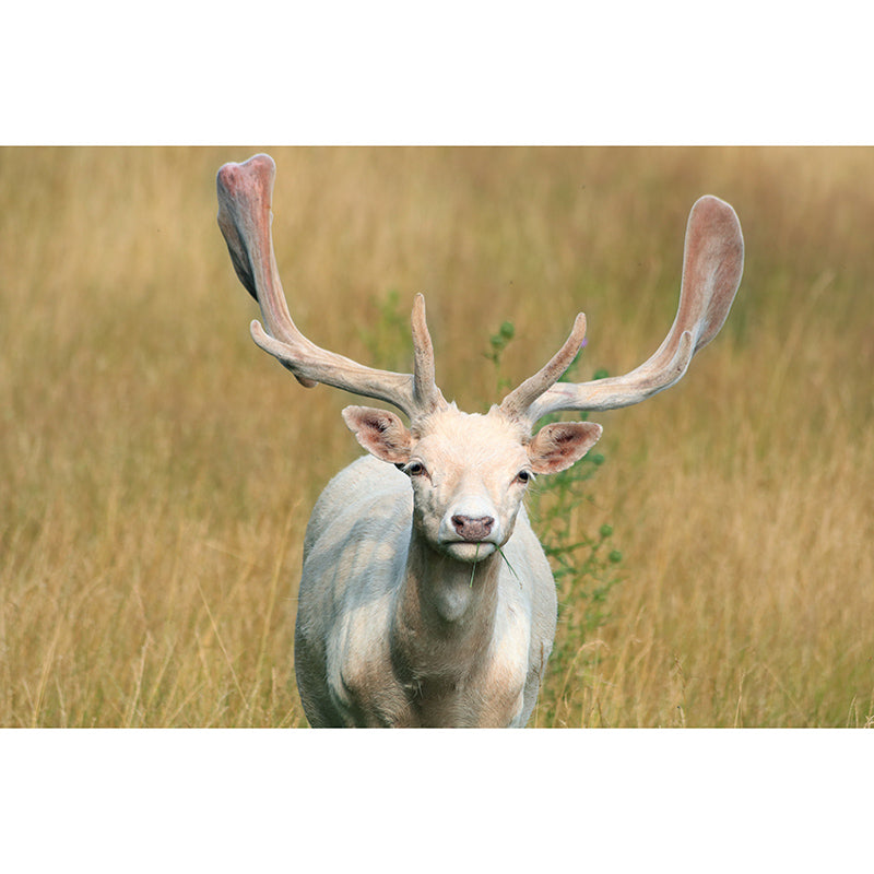 Modern Deer Animal Wall Mural for Living Room Bedroom, Removable, Customized Size