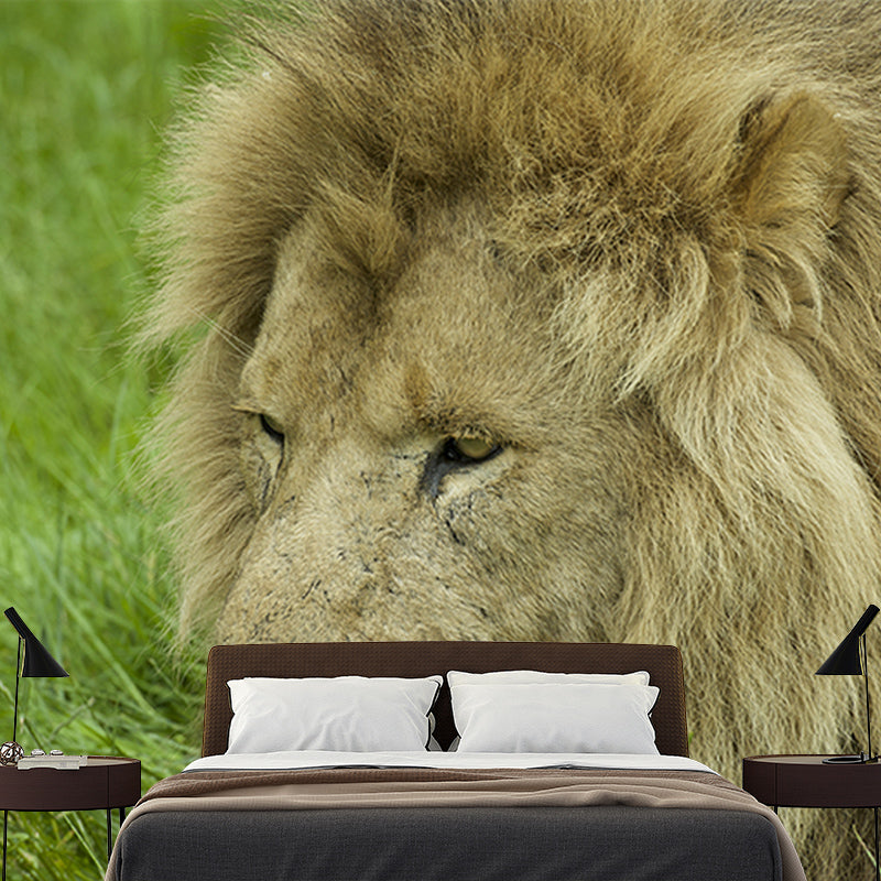 Rare Lion Wall Mural for Living Room Bedroom, Removable, Customized Size