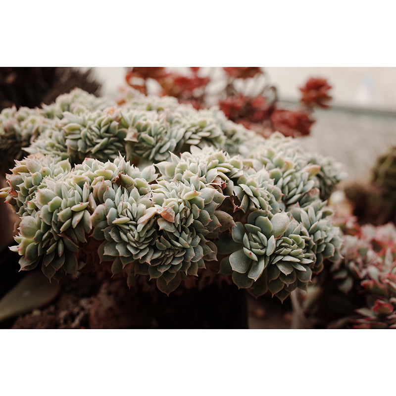 Modern Style Succulent Plant Mural Stain-Resistant Wall Decor for Guest Room