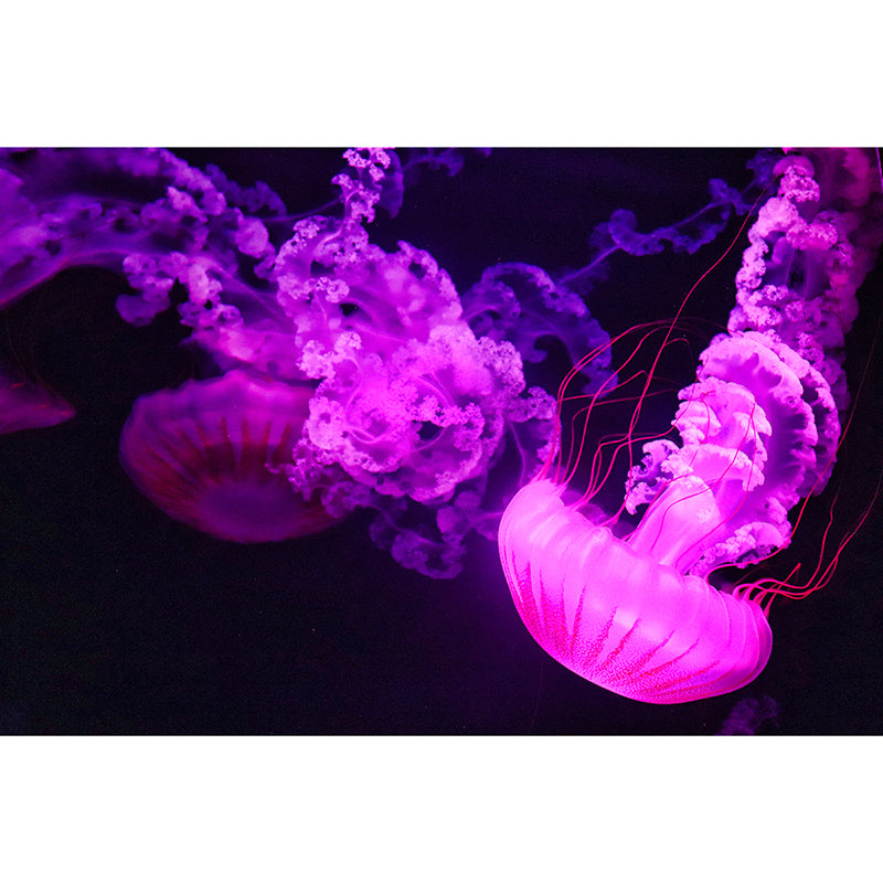 Underwater World Mural Wallpaper Photography Style for Guest Room Home Decor