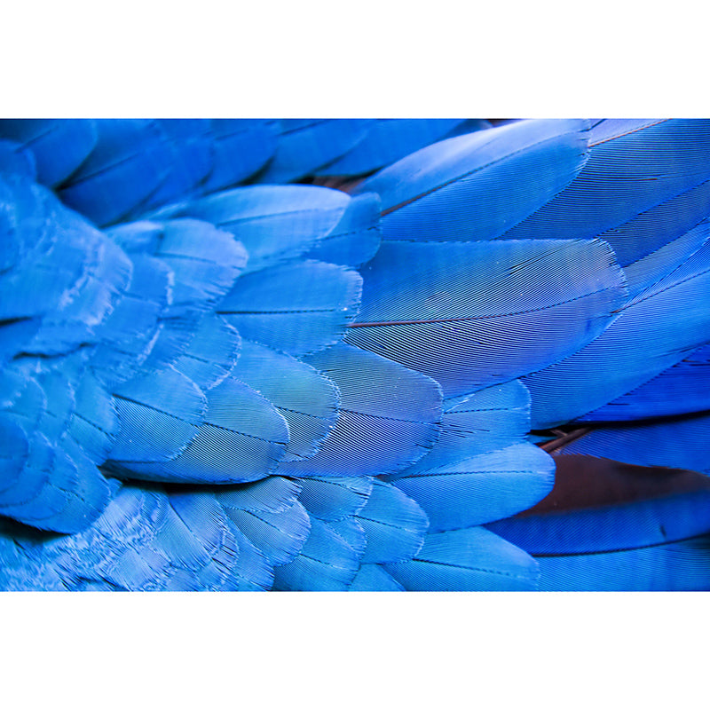 Tropical Feather Wall Mural Contemporary Home Decor for Sitting Room, Water Resistant